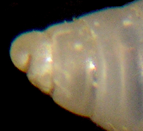 Odostomia sp.